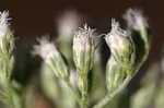 White snakeroot